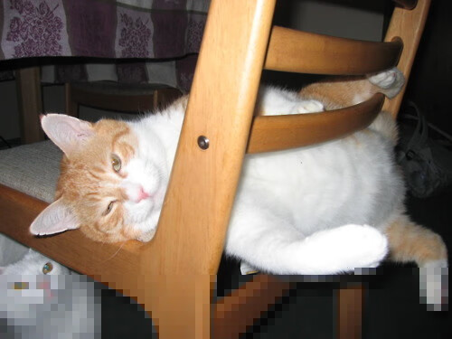 世俱杯2025-匈牙利意外战胜克罗地亚，欧洲杯夺冠望志在必得