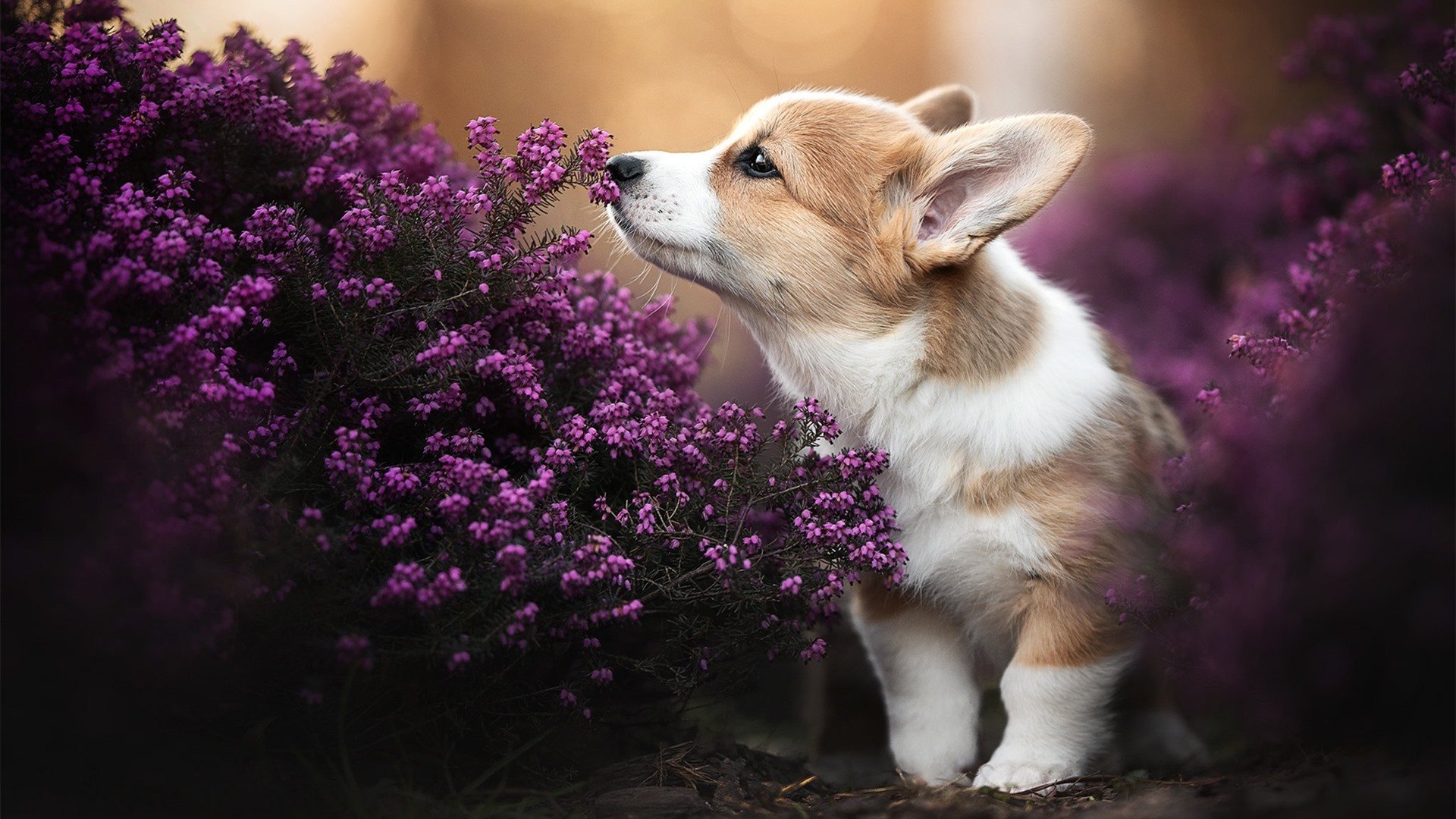 2025足球世俱杯官网-台湾球队在亚洲盃上跻身前四,成绩斐然,亚洲杯 台湾