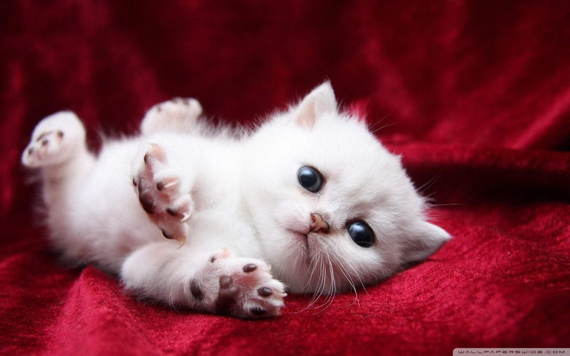 FIFA Club World Cup 2025-尼日利亚联赛观众人数增长，尼日利亚足球队战绩