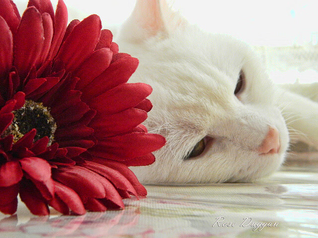 世俱杯-五大联赛中场控制力强队战术核心构建解析,五大联赛的打法风格