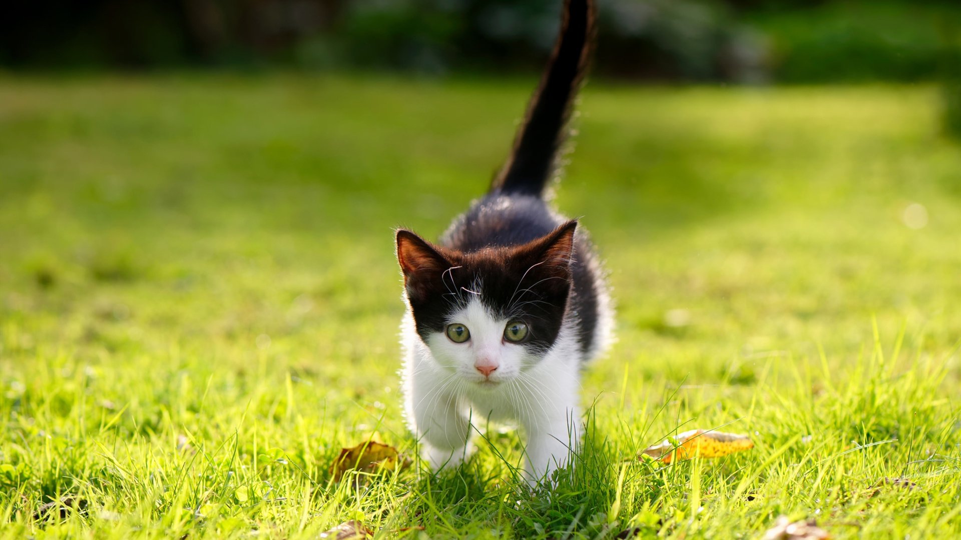 世俱杯足球赛事在线直播-体育院校招生政策调整提高专业技能权重，体育招生院校及专业要求